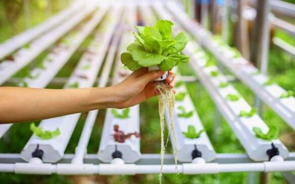 Hydroponics Technology से एक बैंक क्लर्क सब्जियां ऊगा कर महीने का ४० हजार कमाता है