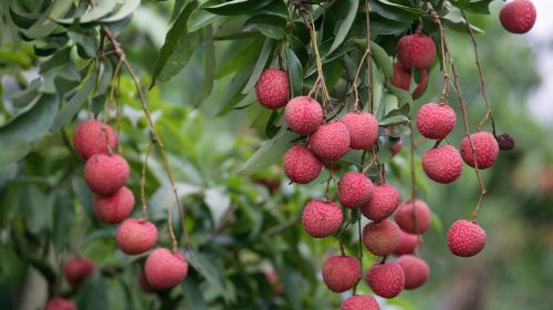 Litchi farmer success story in Hindi