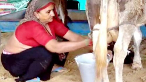 Dairy farmer Navalben Chaudhary ki kahani