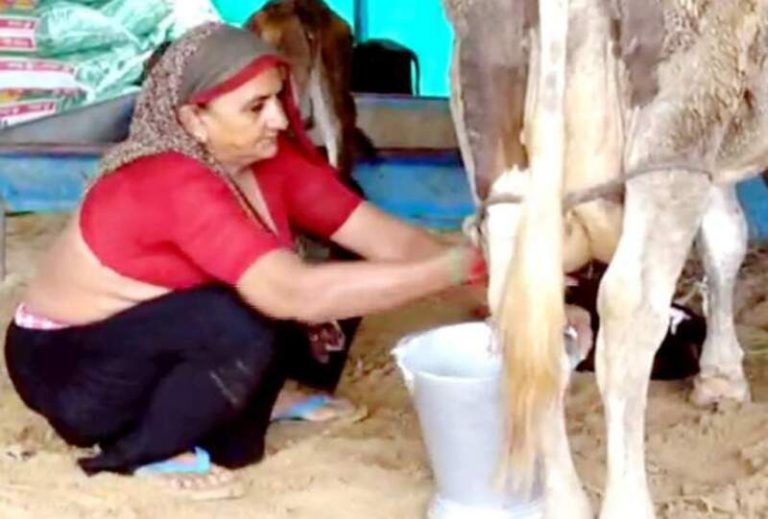 आइए जानते हैं गुजरात कि 62 वर्ष की सफल महिला किसान के बारे में, दूध बेचकर सालाना 1 करोड़ों का टर्नओवर हो रहा है