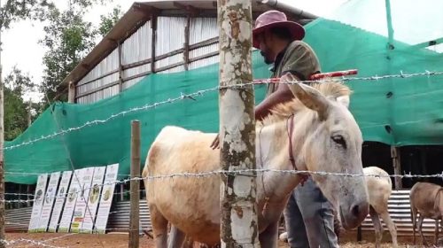 Srinivas Gonda donkey milk producer