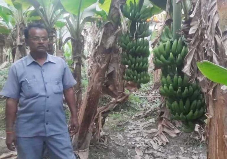 Bihar ke Banana Man : मिलिए रामेश्वर सिंह से जो केले की जैविक खेती के लिए मशहूर है
