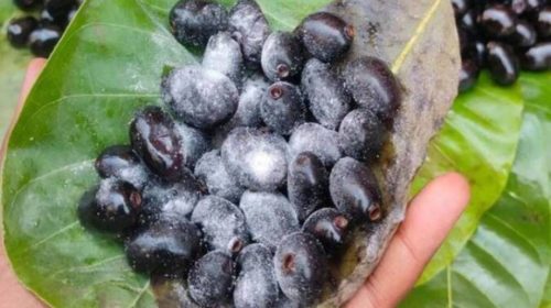 Sapne me Jamun Khana