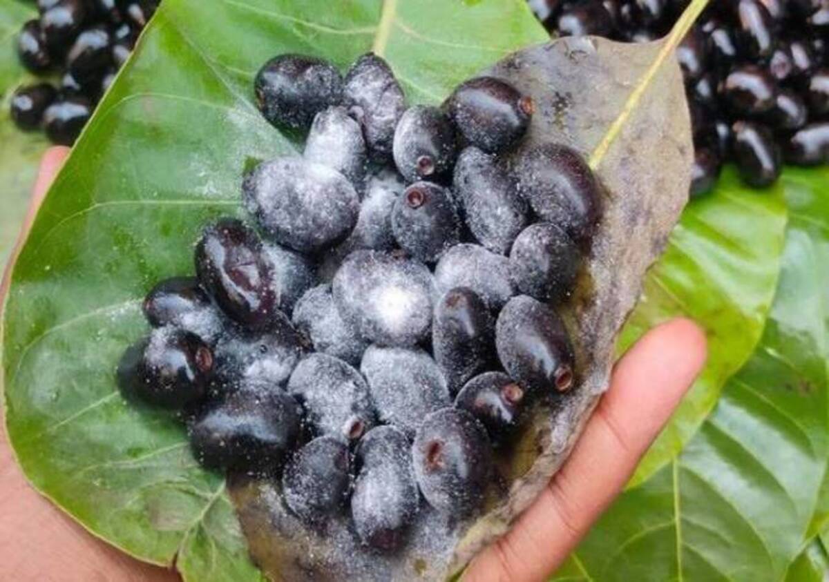 Sapne me Jamun Khana