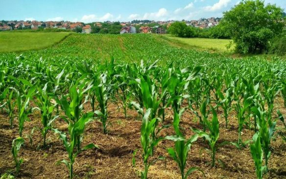 Sapne me Bhutta ka Khet Dekhna